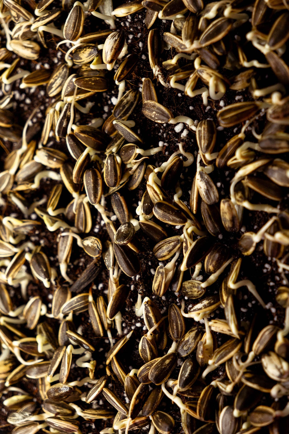Microgreens Maravilla (60 gr)