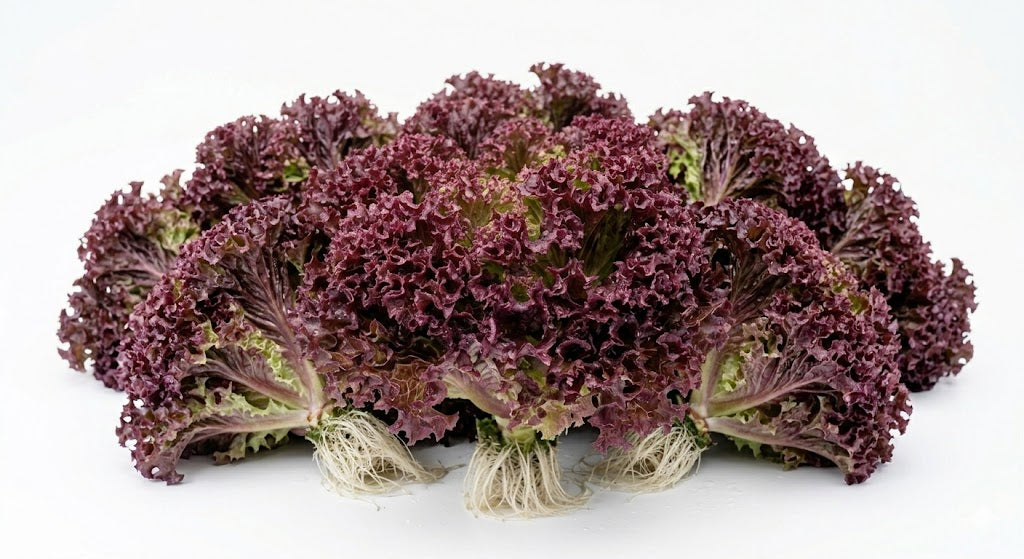 Lechuga Hidropónica Morada (10 u)