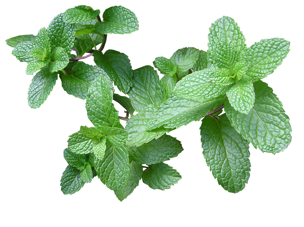 Menta Fresca (kg)