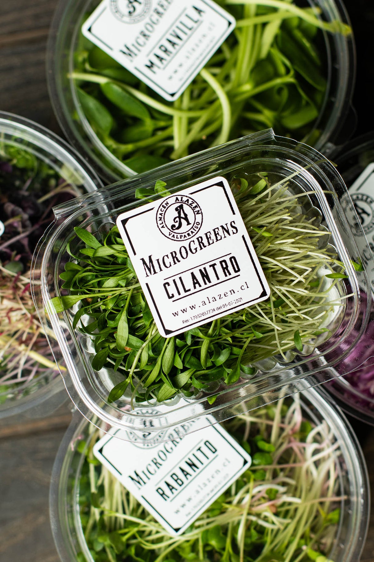 Microgreens Cilantro (20 gr)