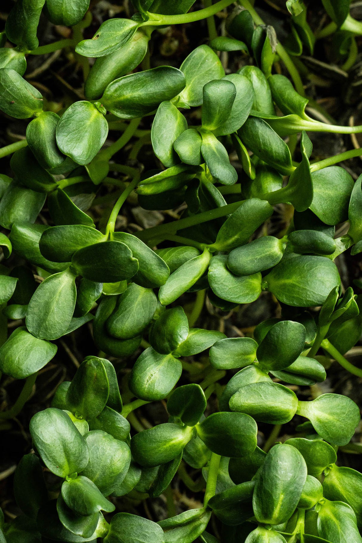 Microgreens Maravilla (60 gr)