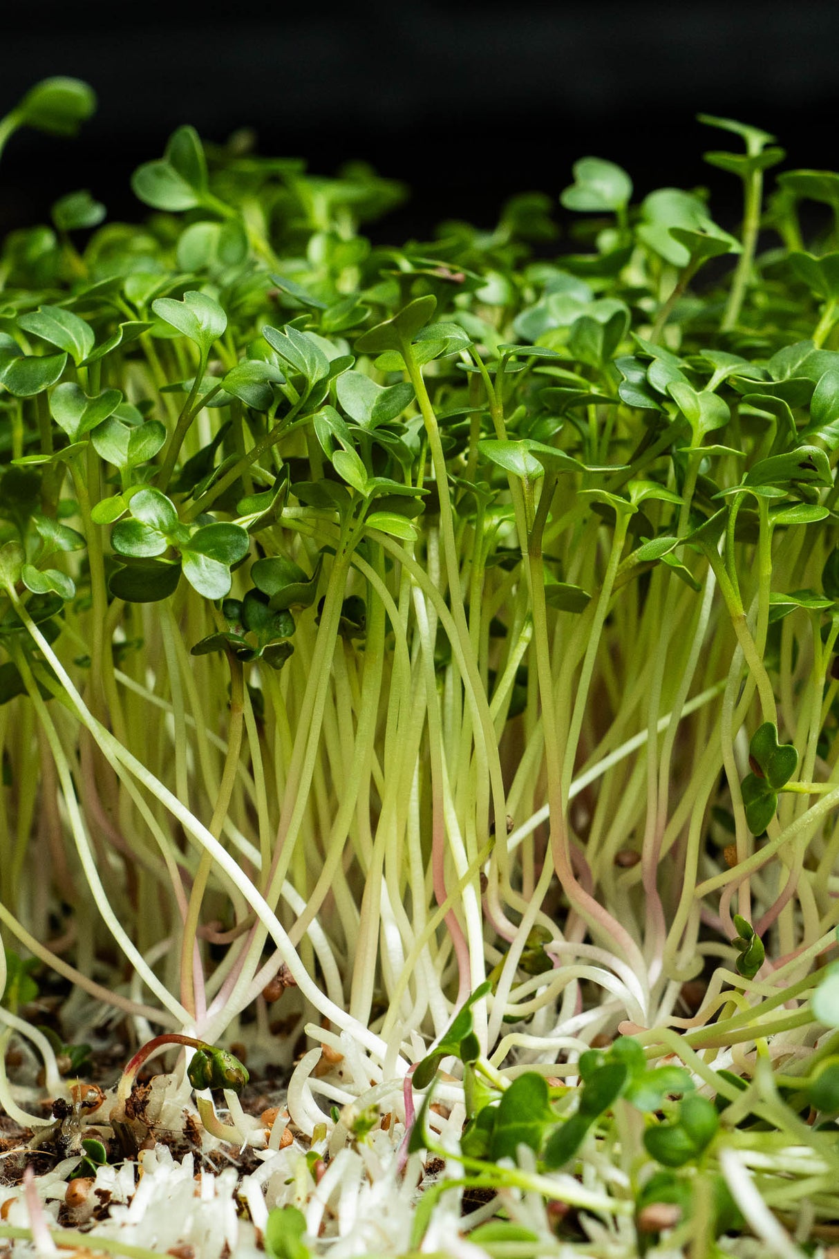 Microgreens Rabanito (20 gr)