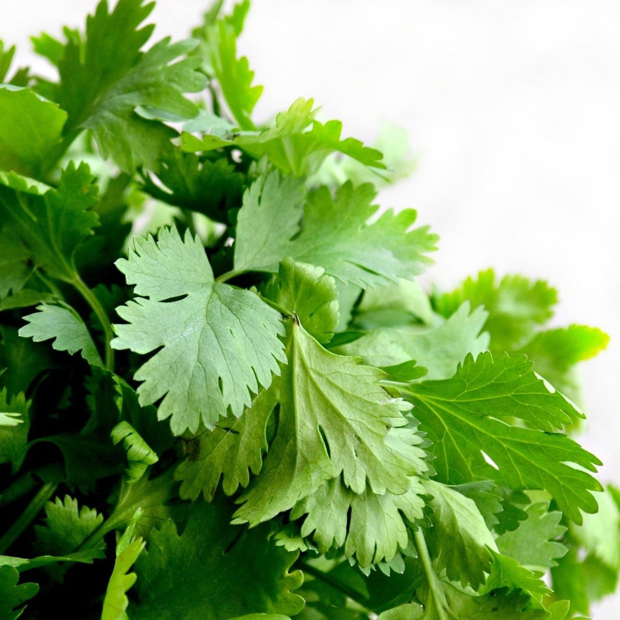Cilantro (pqte)