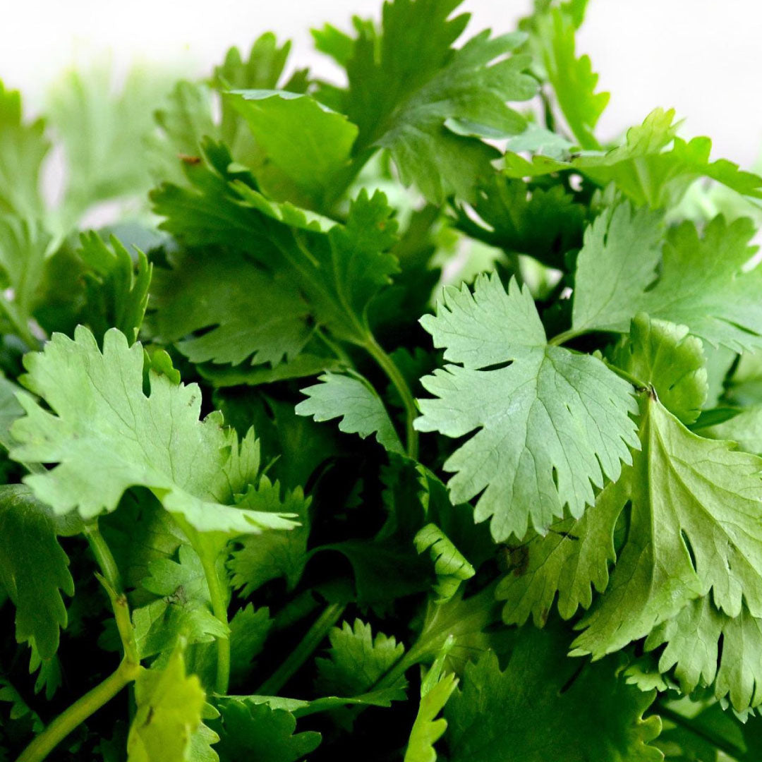 Cilantro (12 pqte)
