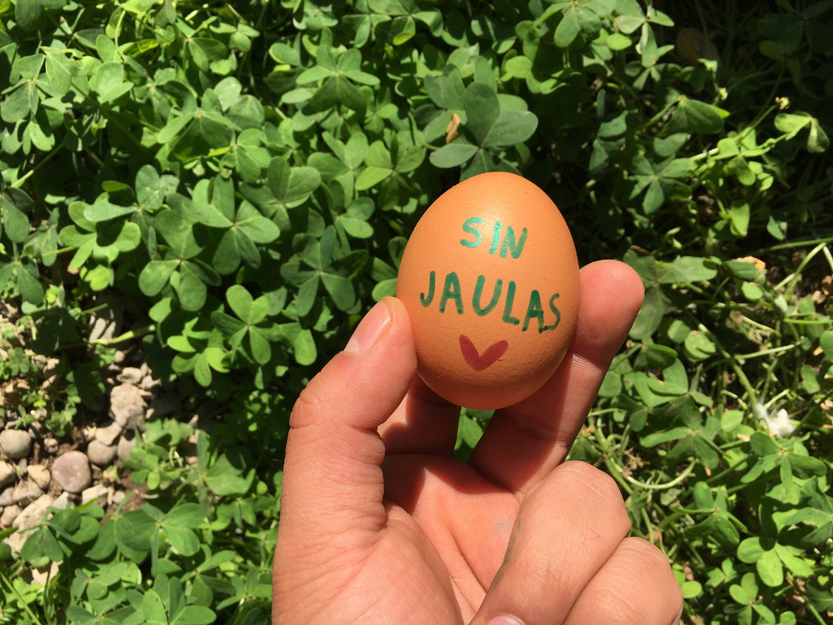 Huevo Gallina Libre Extra (6 u)
