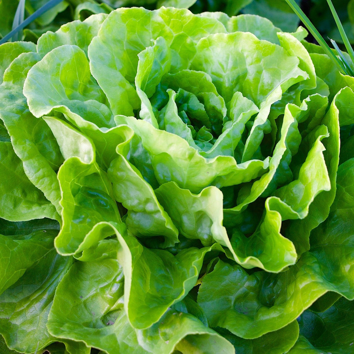 Lechuga Española (10 u)