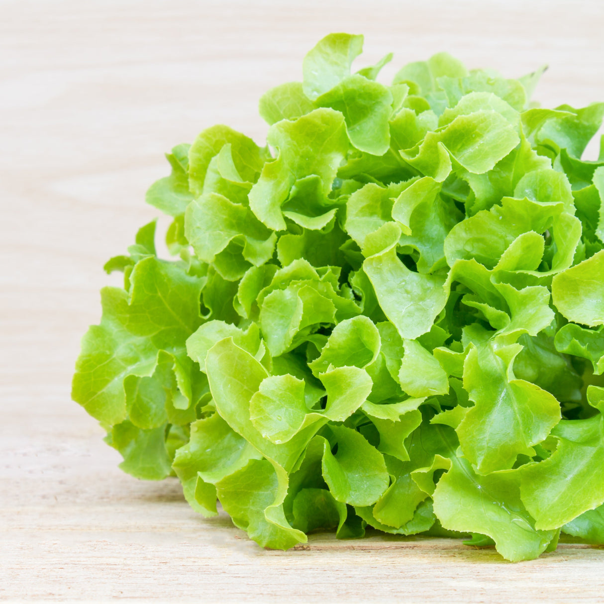 Lechuga Marina (u)
