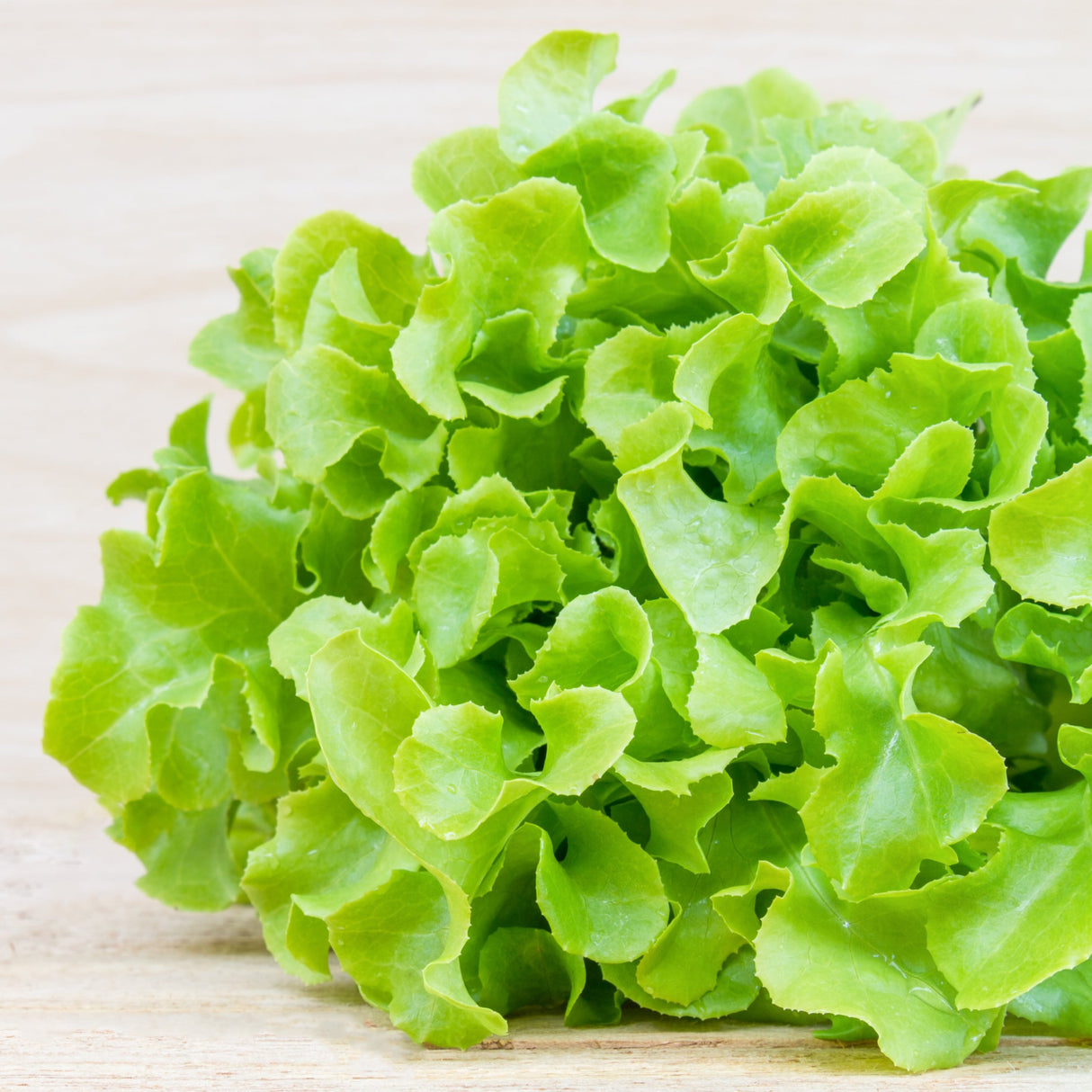 Lechuga Marina (10 u)