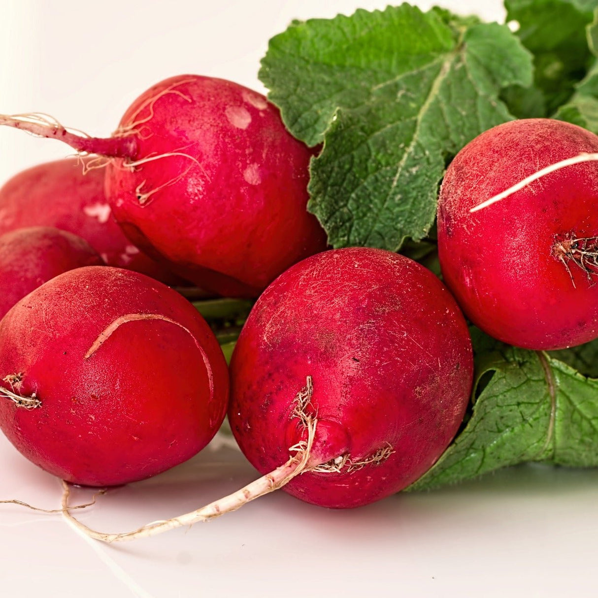 Rabanito (pqte)