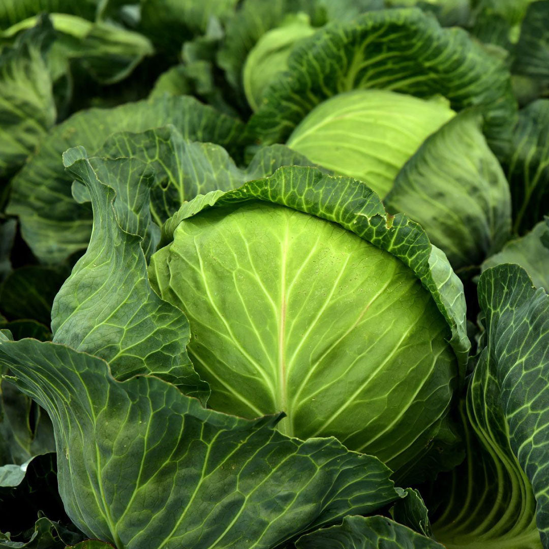 Repollo Verde (5 u)