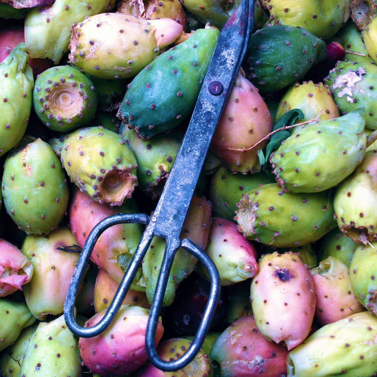 Tuna (500 gr)