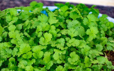 Deja de perder cilantro: aprende a conservarlo como un profesional