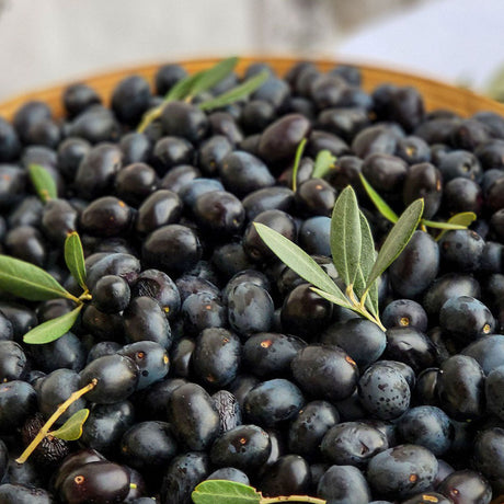 Aceitunas Por Mayor