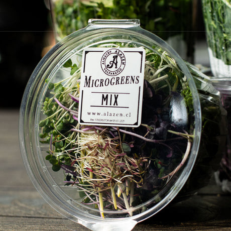 Microgreens Frescos – Antioxidantes Naturales