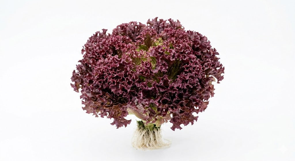 Lechuga Hidropónica Morada (u)
