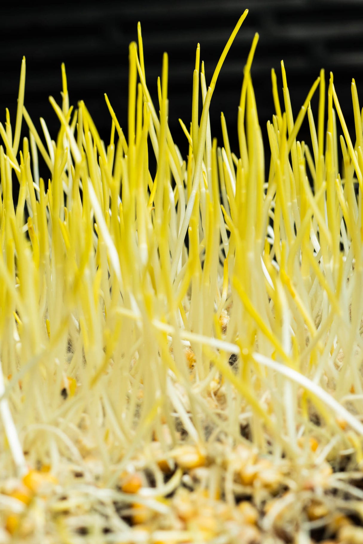Microgreens Choclo (50 gr)