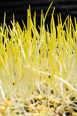Microgreens Choclo (50 gr)