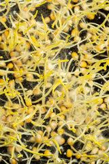 Microgreens Choclo (50 gr)