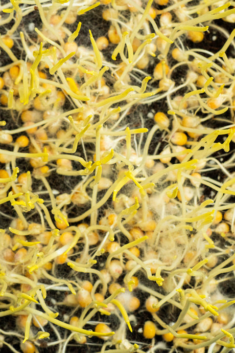 Microgreens Choclo (50 gr)