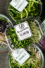 Microgreens Cilantro (20 gr)