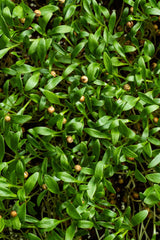 Microgreens Cilantro (20 gr)