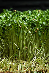 Microgreens Cilantro (20 gr)