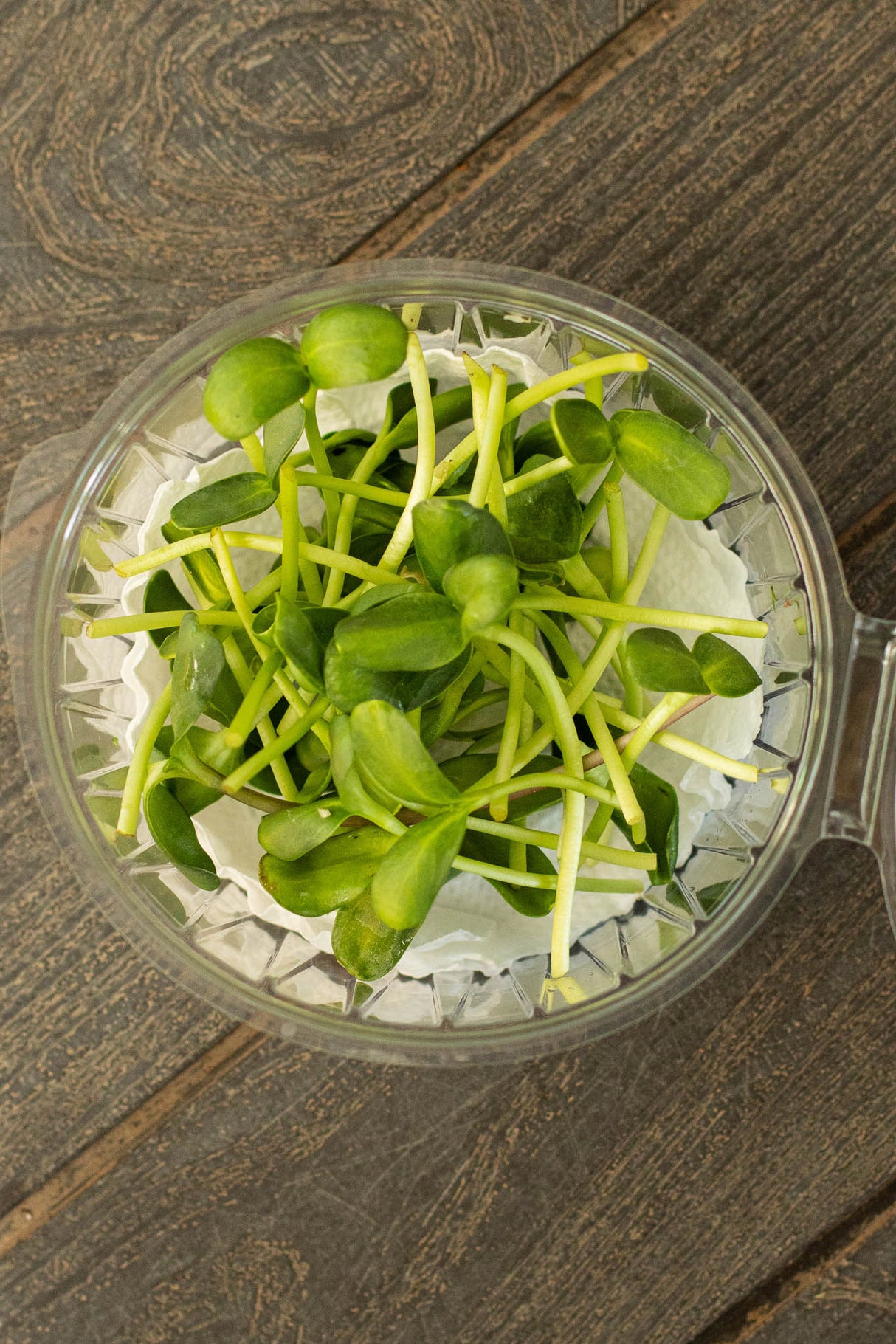 Microgreens Mix (70 gr)