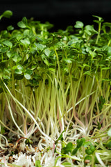 Microgreens Rabanito (20 gr)