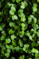 Microgreens Rabanito (20 gr)