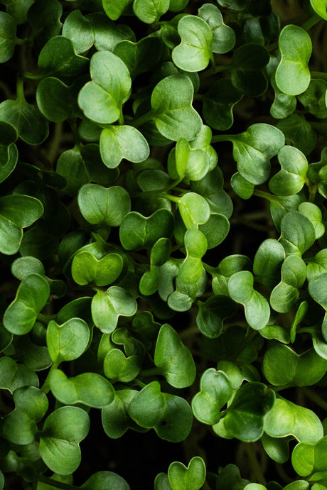 Microgreens Rabanito (20 gr)