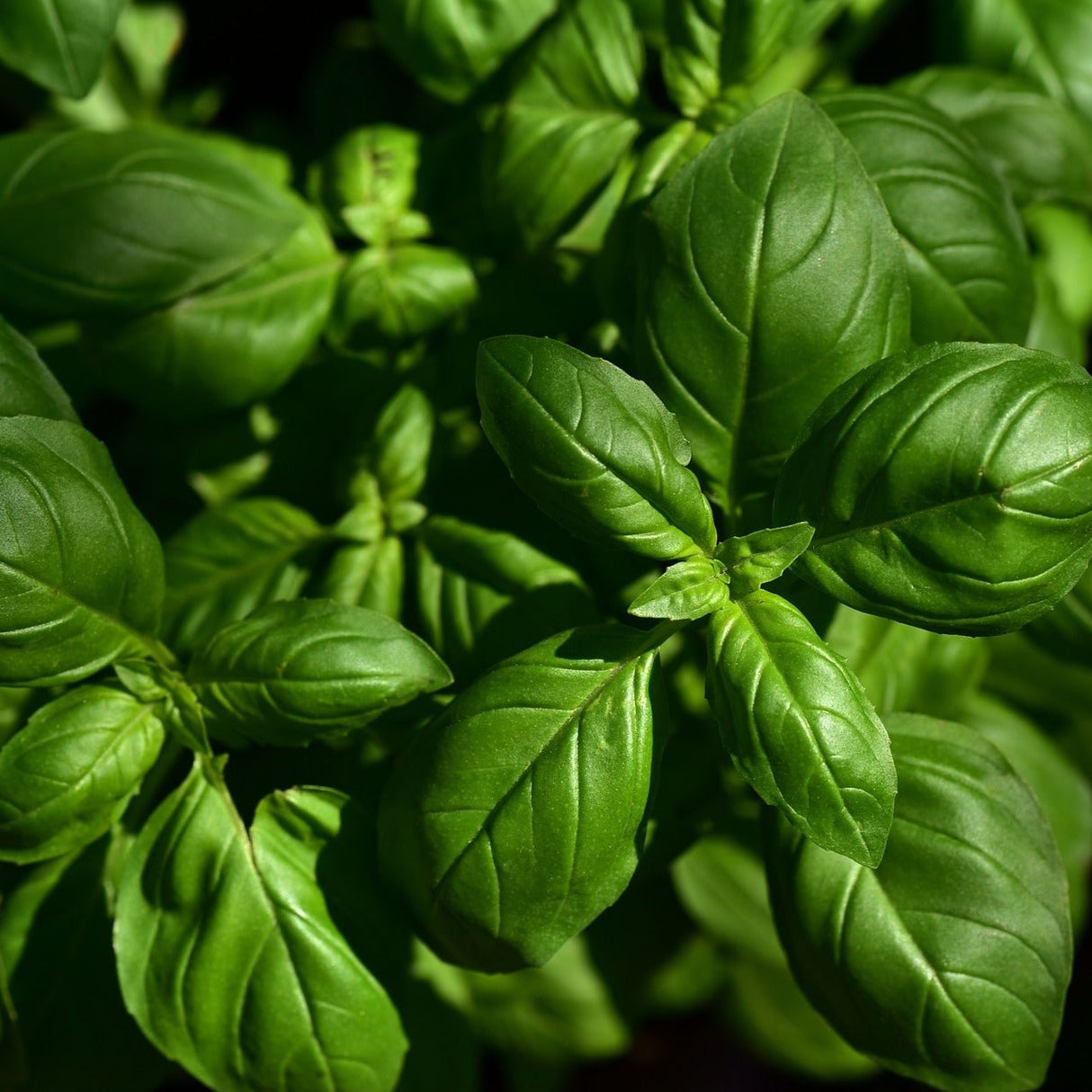 Albahaca (pqte)