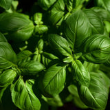 Albahaca (pqte)