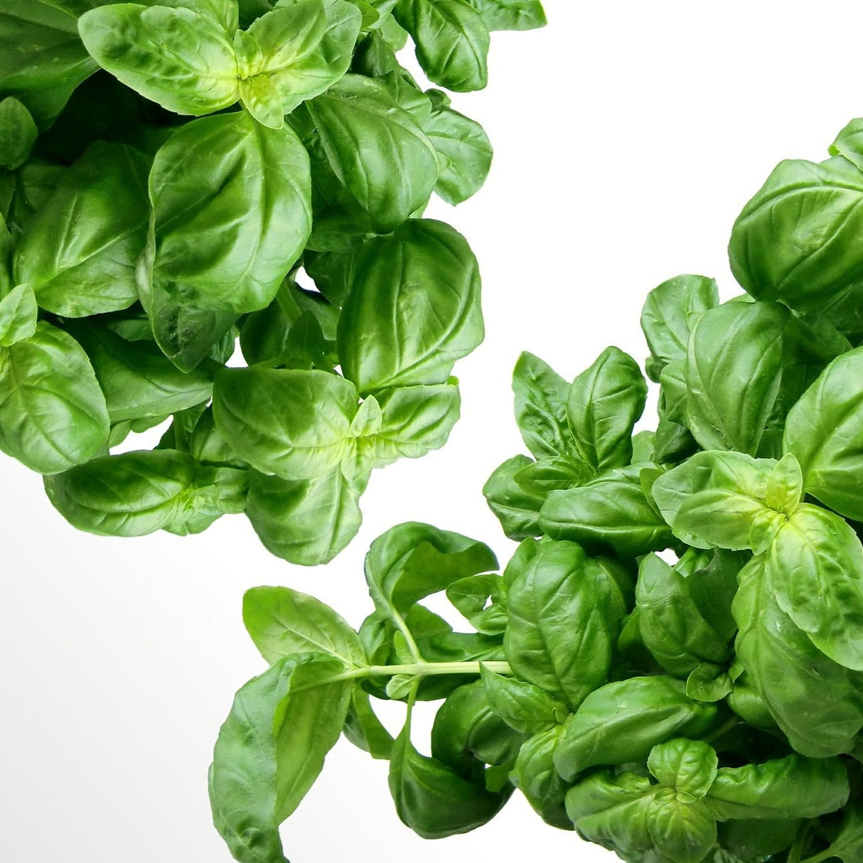 Albahaca (pqte)