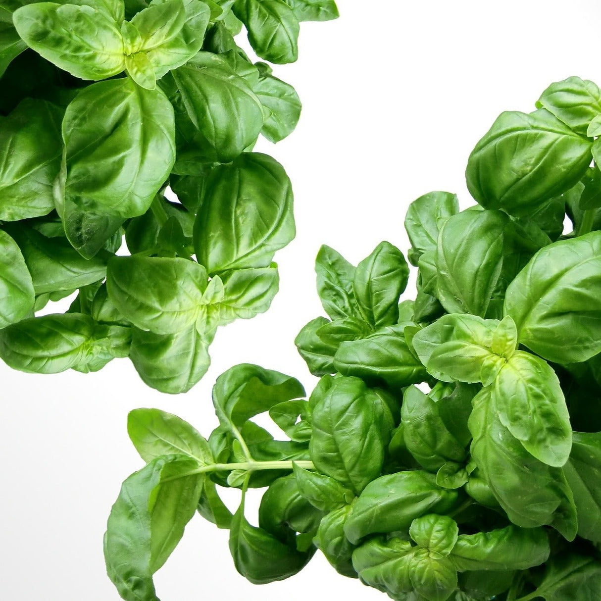 Albahaca (12 pqte)