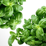 Albahaca (12 pqte)