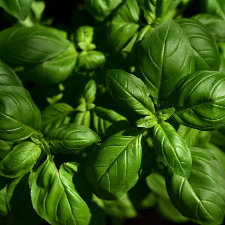 Albahaca (12 pqte)