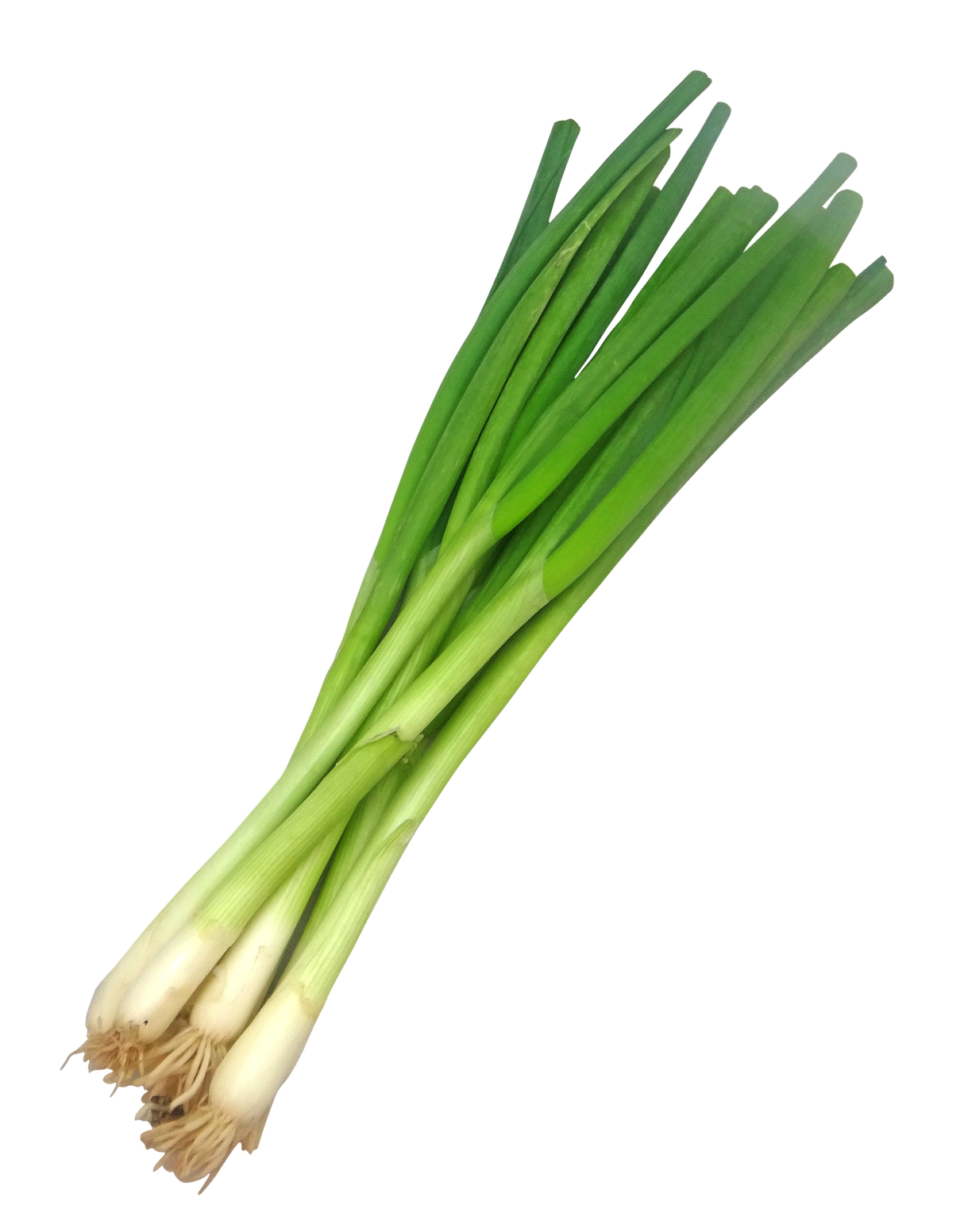 Cebollín (pqte)
