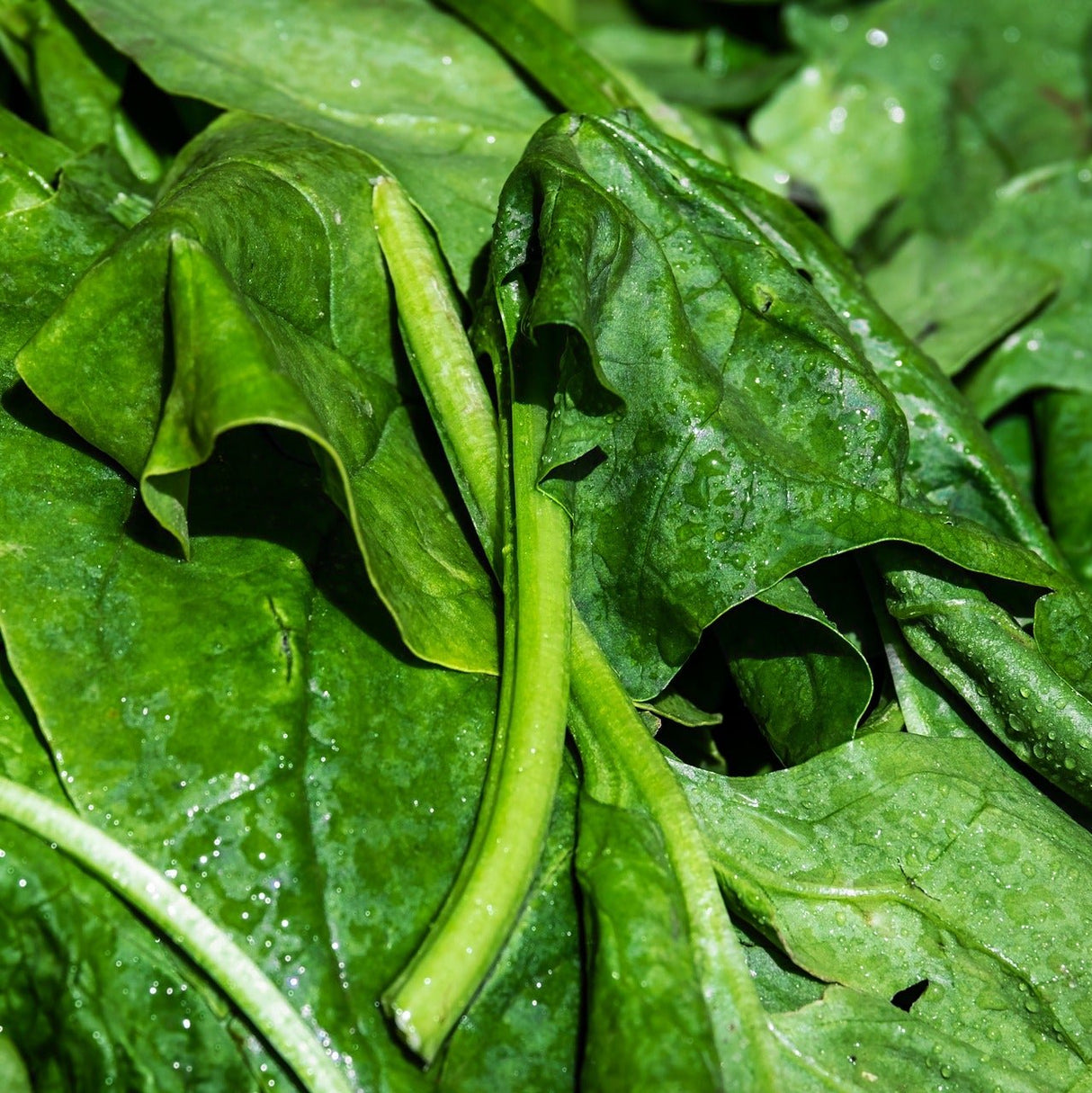 Espinaca (pqte)