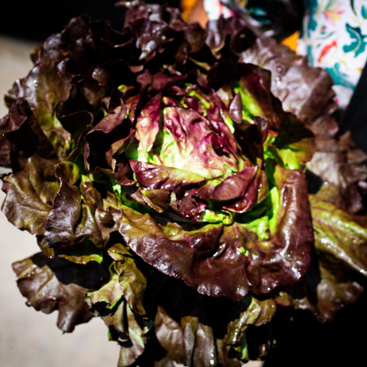 Lechuga Francesa (10 u)