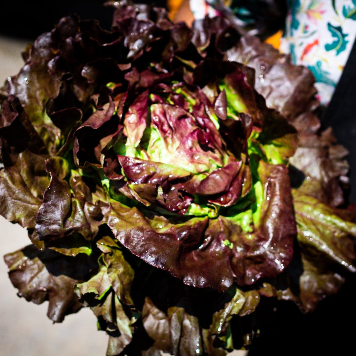 Lechuga Francesa (u)