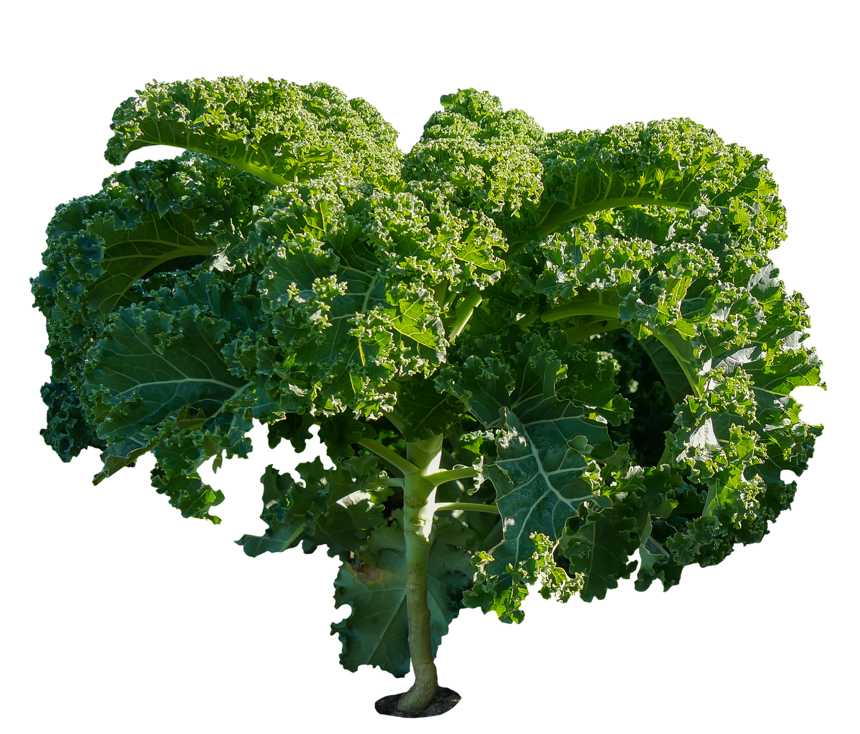 Kale (200 gr)