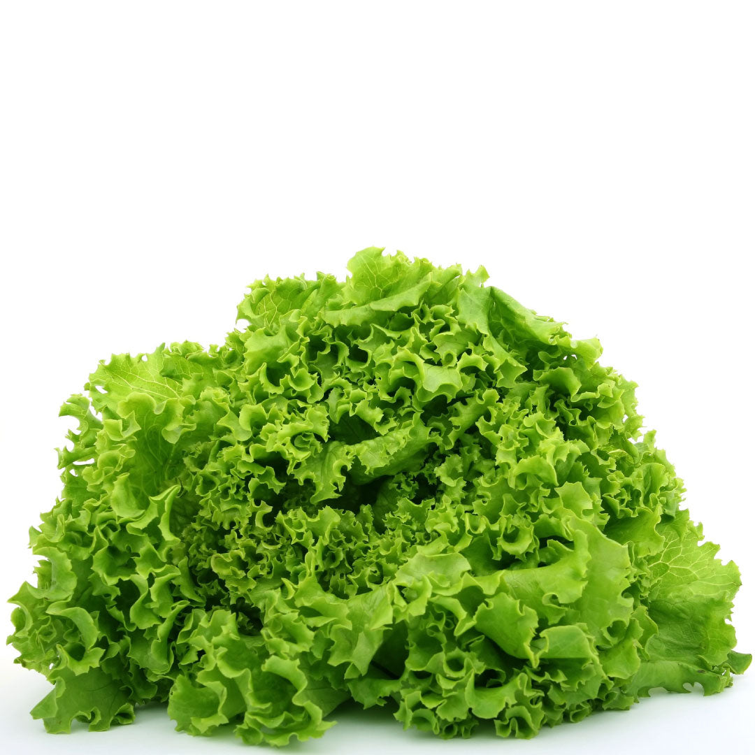 Lechuga Hidropónica (10 u)