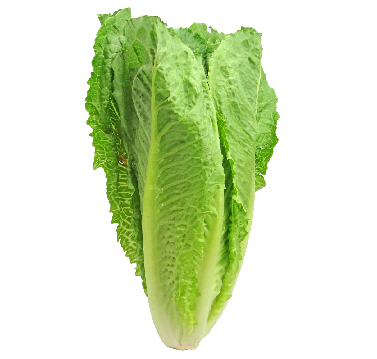 Lechuga Chilena (10 u)