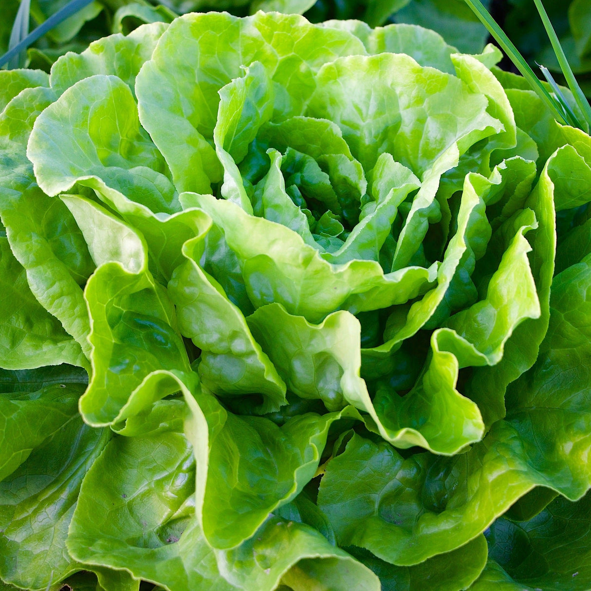 Lechuga Española (u)