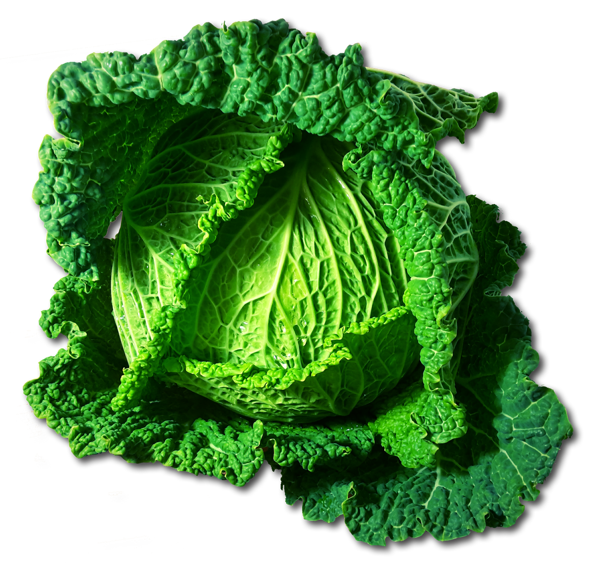 Repollo Verde (u)